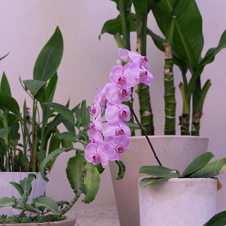 El Sho - Hotel Organico Bucerias Ngoại thất bức ảnh