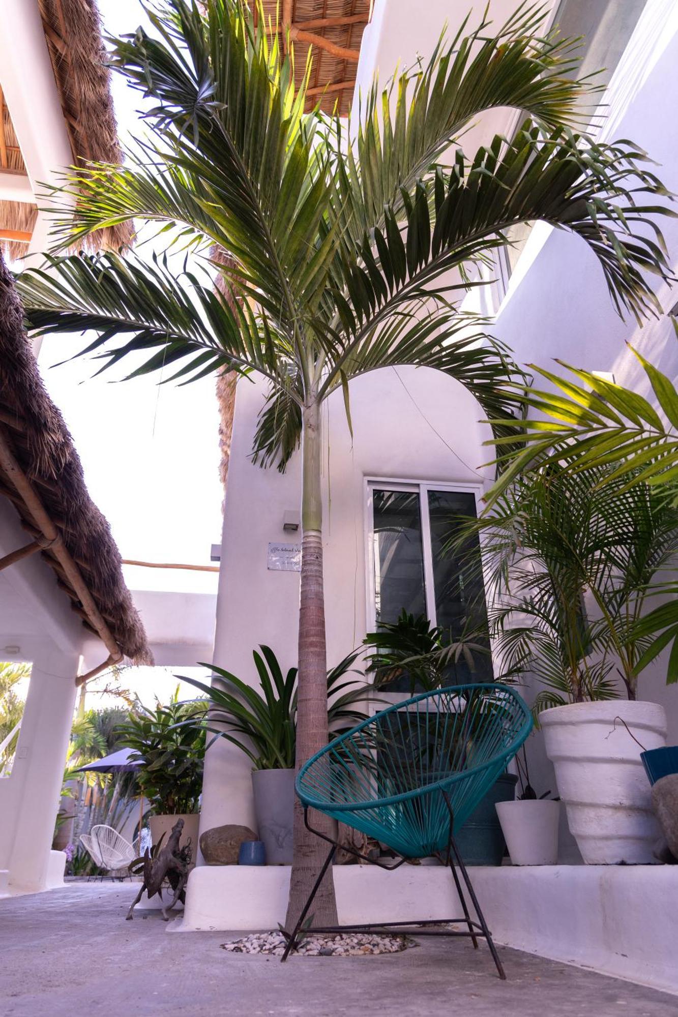 El Sho - Hotel Organico Bucerias Ngoại thất bức ảnh